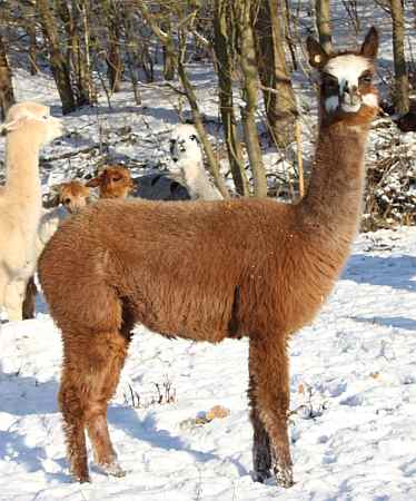 alpaca for sale.jpg